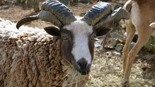 Meet My Unusual Herd of Sheep  Wild Mouflon amp More [upl. by Shererd]