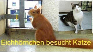 Preppalots Katze  Guck mal ein Eichhörnchen  Eichhörnchenbesuch im 7 Stock [upl. by Minsat544]