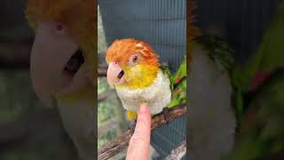 Puffman Caique Playing a Cute Game caique caiqueparrot parrots birds parrot bird cuteanimals [upl. by Rustice]