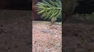 Tadpole Shrimp at Barcelona Zoo shorts zoo [upl. by Maurilia]