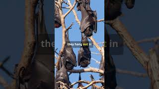 Amazing Facts About the Giant GoldenCrowned Flying Fox facts animals wildlife education [upl. by Nytram]