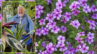 PERVENCHE DE MADAGASCAR FLEUR D’ÉTÉ amp D’INTÉRIEUR PRÉCIEUX MÉDICAMENT… Le Quotidien du Jardin N°295 [upl. by Etessil634]