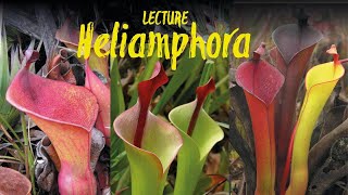 Heliamphora  the marsh pitcher plants  of the tepui mountains lecture by Stewart McPherson [upl. by Tina]