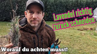 Lavendel Rückschnitt im Frühjahr  Darauf musst du achten [upl. by Anniala]