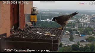 PGNiG Termika Kawęczyn PL  Moniuszko 9 EH after feeding He is on landing long  2024 08 06 09 59 [upl. by Aspasia]