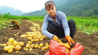 Harvesting 30kg of Potatoes Goes To Market Sell  Grow Vegetables  New Free Bushcraft [upl. by Salohci]