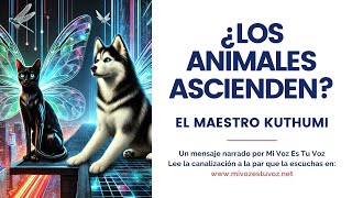 ¿LOS ANIMALES ASCIENDEN  Una canalización del maestro Kuthumi [upl. by Anjela]