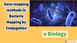 Gene Mapping in bacteria  Introduction and gene mapping through conjugation amp its limitations [upl. by Derriey]