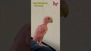 To know about the disease watch full video  PBFD Budgie  must watch video budgies pbfd shorts [upl. by Becky5]