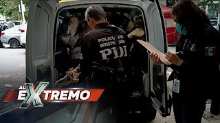 ¡Insólito Poseían cabezas y pieles de animales exóticos y así les fue  Al Extremo [upl. by Jameson]