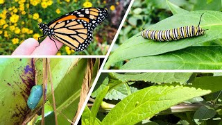 Monarch Lifecycle Crash Course  Milkweed Plant Basics [upl. by Shih380]