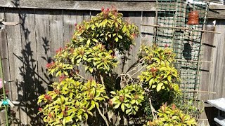 Pieris Japonica Update April 10 [upl. by Suertemed]