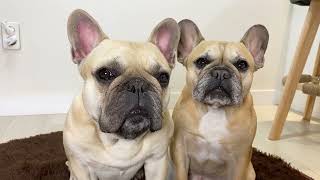 15 Sounds French Bulldogs Make In Under 5 Minutes TOO FUNNY [upl. by Terrej723]