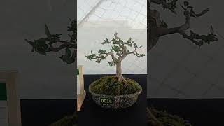 Keindahan Bonsai Sancang Koleksi Agus Pati  Tampilan Keren yang Memukau [upl. by Lerraf]