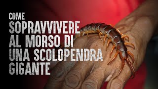 Come Sopravvivere al Morso di una Scolopendra Gigante [upl. by Flori]