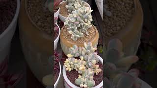 BEFORE AND AFTER  COTYLEDON ORBICULATA VARIEGATED succulent shorts cotyledon [upl. by Bernstein824]