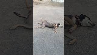 Aahaa enna oru vazhkai da😍shorts short pets dog mottochottosweety funnyvideo funny petlover [upl. by Enitsrik481]