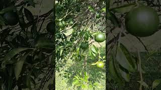 dalandanshortvideo nature amazing [upl. by Angie]