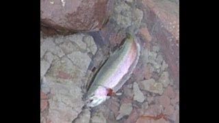 Monster rainbow trout fishing on the Frying Pan River in Colorado [upl. by Gem]