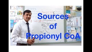 Propionyl CoA Sources [upl. by Korenblat]