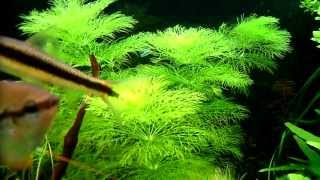 Limnophila sessiliflora  aquatic plants guide [upl. by Attalanta]