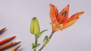 Drawing a Lily Flower With color pencils  How to drawing Lilium  Flower drawing  Color pencil [upl. by Ednew]