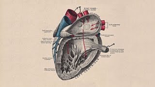 STORY OF A HEARTDevelopment of Interatrial Septum  Interventricular Septum and Trunchus Arteriosus [upl. by Justus]