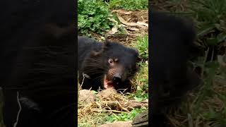 The Ferocious Tasmanian Devil in Action 😱 Shorts wildlife wildlifeantics animals [upl. by Idham123]