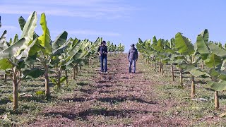 Cultivo de banana em plantio direto como implantar uma lavoura com as técnicas de plantio direto [upl. by Ahsiakal991]