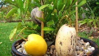 How to grow Pepino fruit from Seeds amp from Cuttings [upl. by Johnston]