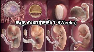 கருவின் வளர்ச்சி 1 முதல் 8 வாரங்கள் Fetal Development week by week  Karuvil kulanthai valarchi [upl. by Elaval]