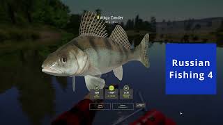 Russian Fishing 4 Volga zander drifting SURA RIVER [upl. by Raynell]