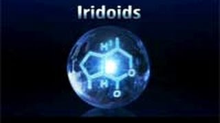 Iridoids [upl. by Navoj540]