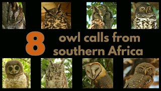 8 OWL CALLS from southern Africa [upl. by Herson]