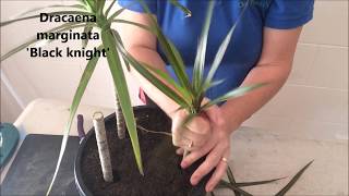 How to Prune amp Propagate your Draceana plants [upl. by Aznarepse]