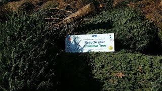 Christmas Tree Recycling Program [upl. by Knick]