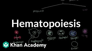 Hematopoiesis  Hematologic System Diseases  NCLEXRN  Khan Academy [upl. by Ynetsed]