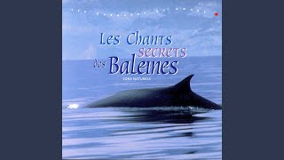 Chants Des Baleines [upl. by Grissom]