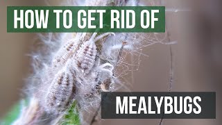 How to Get Rid of Mealybugs 4 Easy Steps [upl. by Center905]