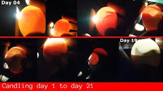 Candling process of eggs put under broody hen day 1 to 21 guide candling eggcandling egghatching [upl. by Dekeles960]