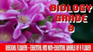 Flowering Plants  Bisexual Flowers Introduction  Essential amp Nonessential Flower Whorls  Part 2 [upl. by Odille]