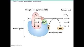 Microbial Metabolism Chapter 5 Part 2 of 2 [upl. by Cosme]