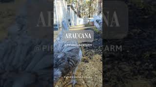 Araucana Blue amp Splash Breeders 202425 pipandgrowfarm [upl. by Aihsemak]