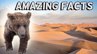 Amazing Facts About The Gobi Bear  The Rarest Bear In The World [upl. by Suirada385]