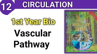 Vascular Pathway  Circulation class 11 bio sindh board [upl. by Samid360]