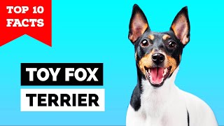 Toy Fox Terrier  Top 10 Facts Amertoy [upl. by Aikyn970]