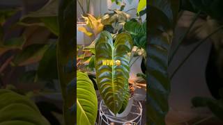 Philodendrons Anthuriums PHILODENDRONS houseplants plants philodendron [upl. by Violet466]