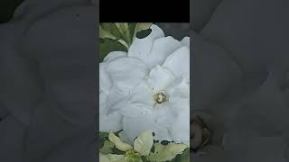 Beautiful gandharaj ful gardenflowers gardenflowerplants nature naturegarden natureplants love [upl. by Hareehahs]