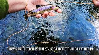 October 2024 Putah Creek Fly Fishing Report [upl. by Charleton]