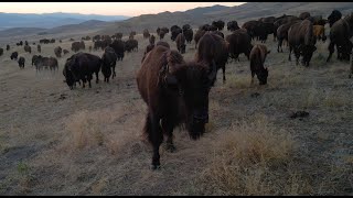 Flying Over A Herd of American Buffalo in Montana 4K [upl. by Micky240]